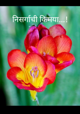 निसर्गाची किमया