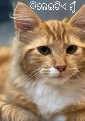 ବିଲେଇଟିଏ ମୁଁ 