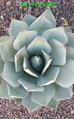 ଗ୍ରାମ ଦେବତୀ ସ୍ମରଣେ 