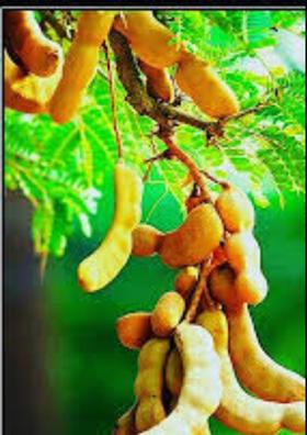 चिंचेचे झाड