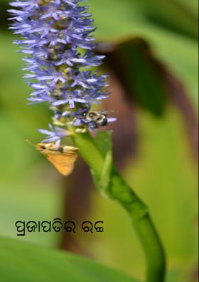ପ୍ରଜାପତିର ରଙ୍ଗ
