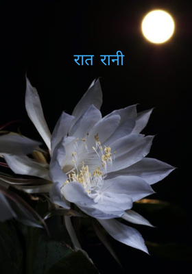 रात रानी