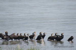 नद्यांची झुळझुळ
पक्ष्यांचा सुमधूर नाद
घाले मला साद
करी ते माझ्याशी संवाद.....