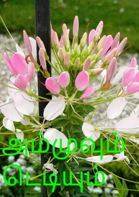 அம்முவும் டெடியும்