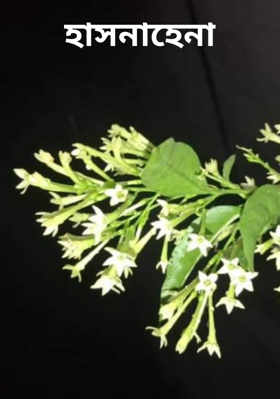 হাসনাহেনা