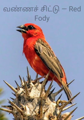 வண்ணச் சிட்டு — Red Fody
