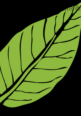 राखी कच्चे धागे पक्की प्रीत के