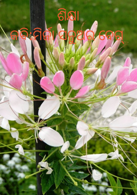 ଶିକ୍ଷା🌹କବି :ମିର୍ଜା ସନୁଅର ବେଗ୍