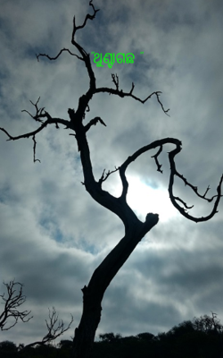 ଥୁଣ୍ଟାଗଛ