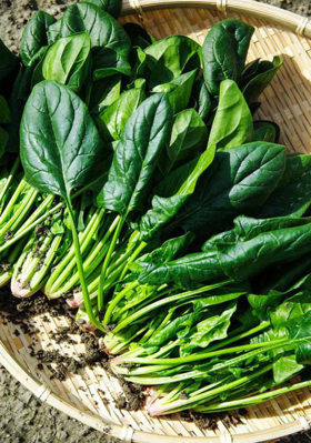 କୋଶଳା ଶାଗ