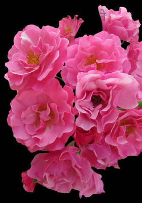 आंबट गोड नाते