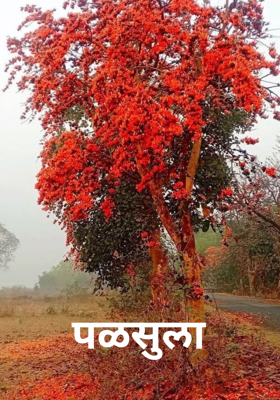 पळसुला