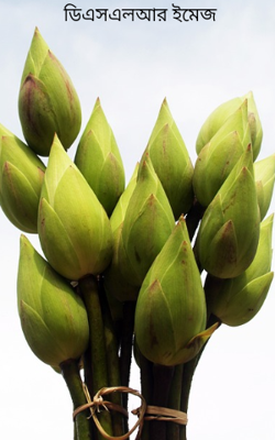 ডিএসএলআর ইমেজ