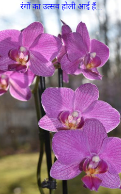 रंगों का उत्सव होली आई हैं....