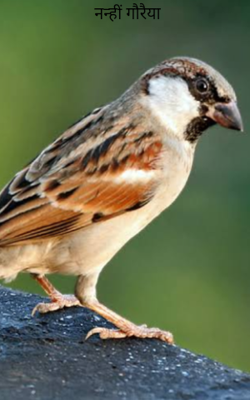 नन्ही गौरैया