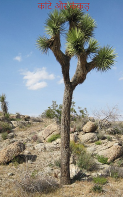 कांटे और कंकड़