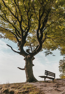 तृणांकूर...