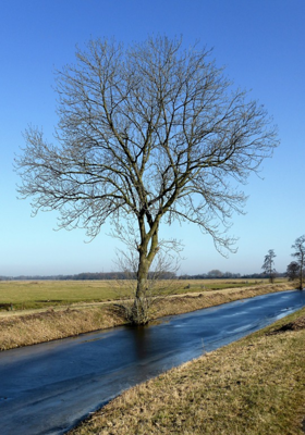 વટવૃક્ષ.