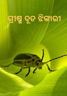 ଗ୍ରୀଷ୍ମ ଦୂତ ଝିଙ୍କାରୀ 