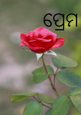 ପ୍ରେମ ଫୁଲଟିଏ