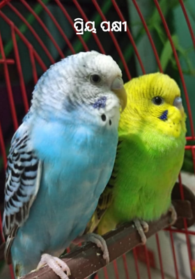 ପ୍ରିୟ ପକ୍ଷୀ