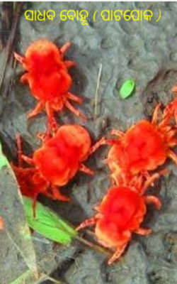 ସାଧବ ବୋହୂ