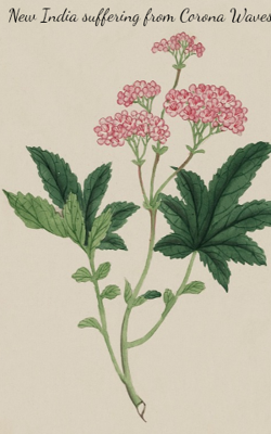 New India Suffering From Corona Waves