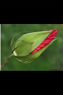 मुग्धकळी