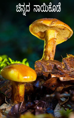 ಚಿನ್ನದ ನಾಯಿಕೊಡೆ