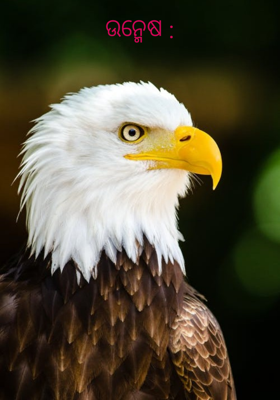 ଉନ୍ମେଷ :