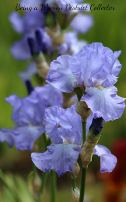 Being A Women District Collector