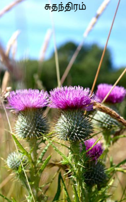 சுதந்திரம்