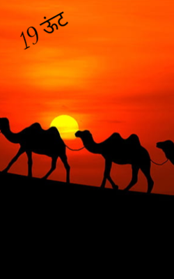 19 ऊंट