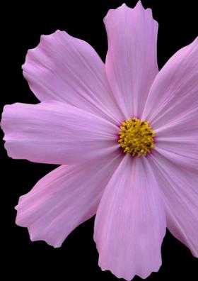 ఉత్తర సందేశం