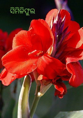 ସିମିଳିଫୁଲ