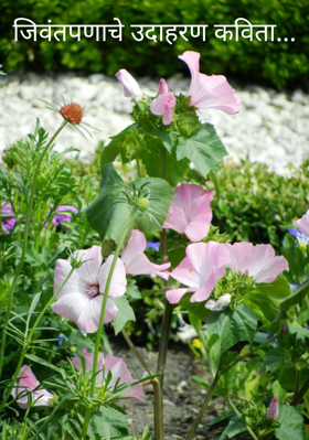 जिवंतपणाचे उदाहरण कविता...