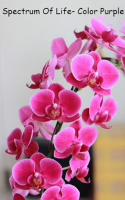 Spectrum Of Life- Color Purple