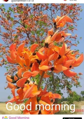 એ હાલો હાલો રમીએ