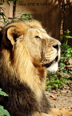 સિંહ રાજા જ બોલ્યા