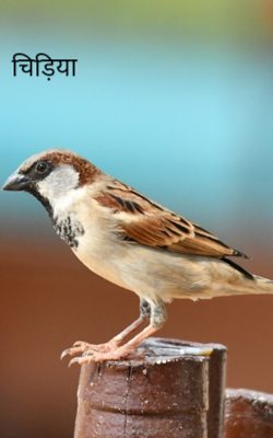 चिड़िया