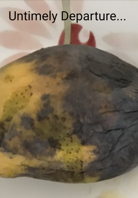 Untimely Departure...