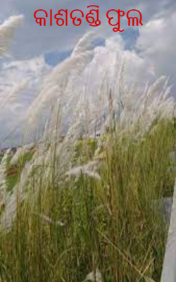 କାଶତଣ୍ଡୀ ଫୁଲ