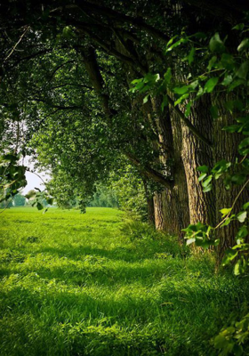 घमंडी खारगोश और  चतुर कछुआ