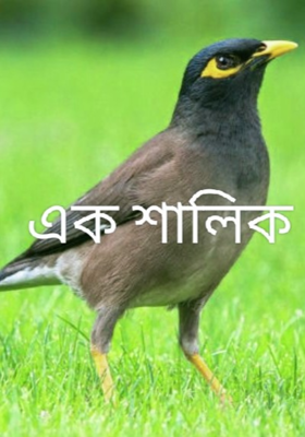 একা শালিক
