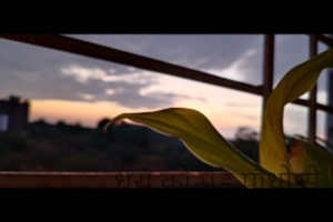 पर्यावरण .....




धरा को पेड़ पौधो से सजाएँ
पर्यावरण को सुरक्षित बनाएँ।