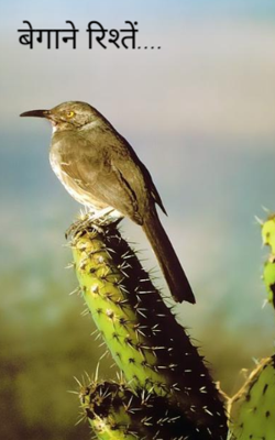 बेगाने रिश्ते
