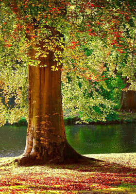 प्रभात रंग