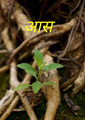 आस
