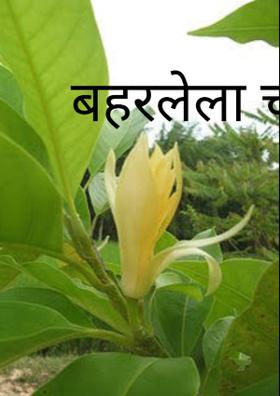 बहरलेला चाफा