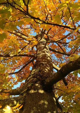 वृक्ष की तटस्था